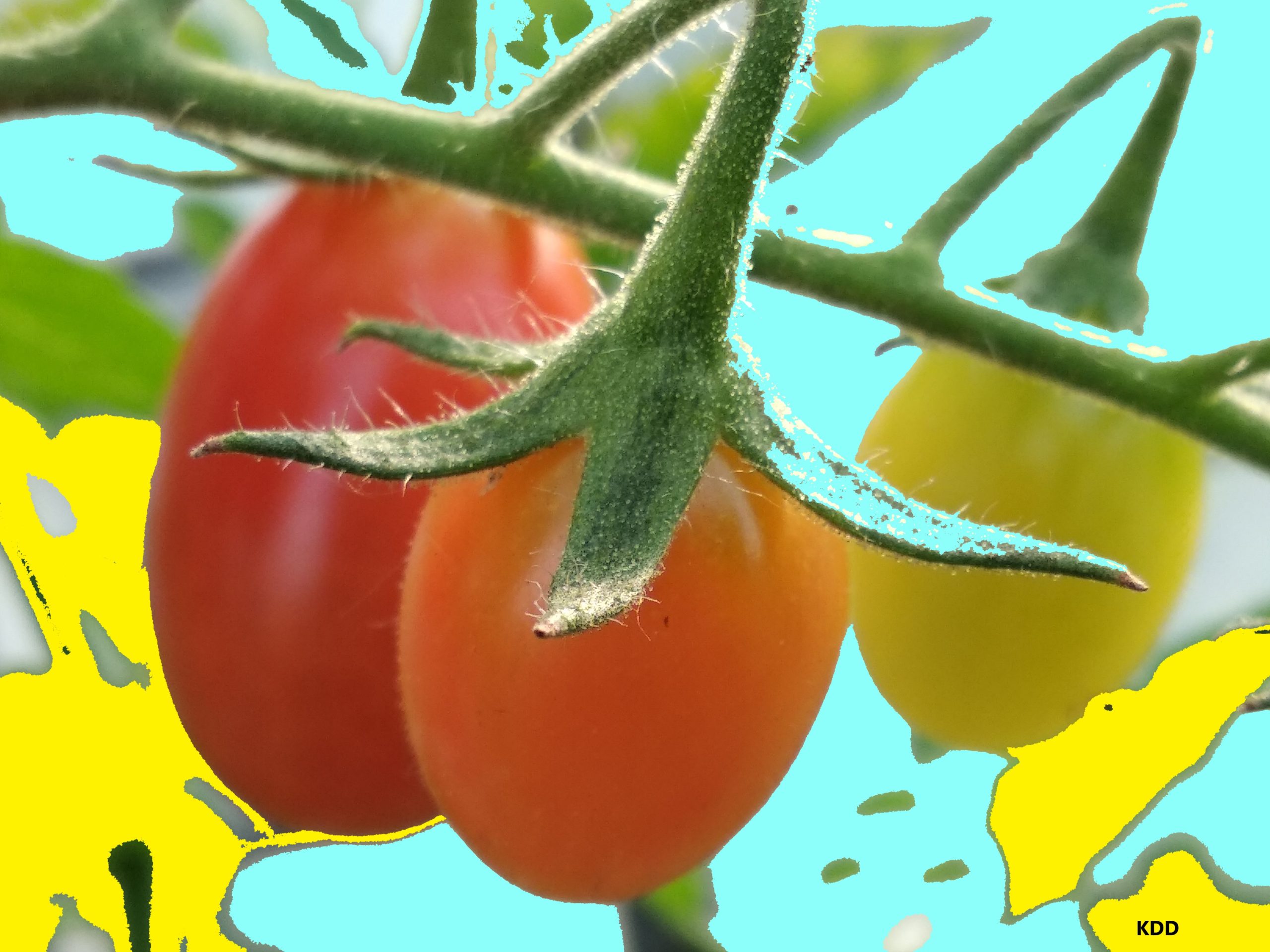 k tomato